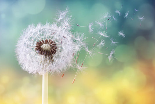 4 Best Ways to Fight Against Seasonal Allergies