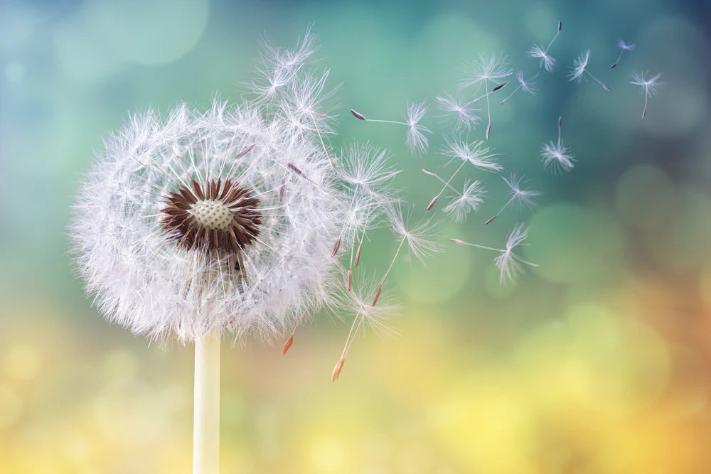4 Best Ways to Fight Against Seasonal Allergies